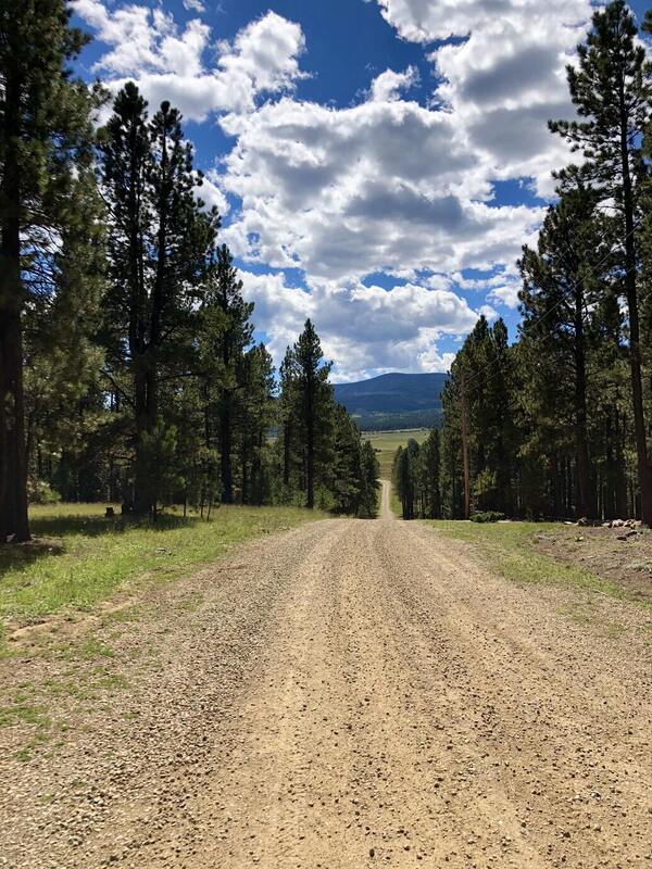 A quiet road lined with trees under an open sky