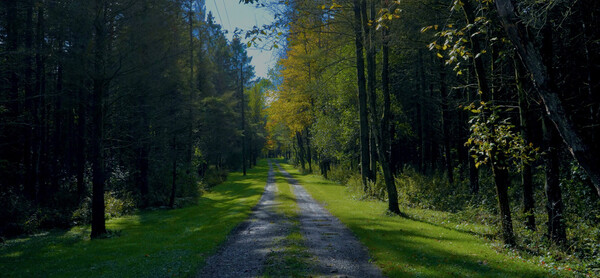A quiet park path with soft sunlight filtering through trees